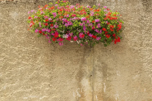 Picturesque old wall with bright blooming flowers. — Stock Photo, Image