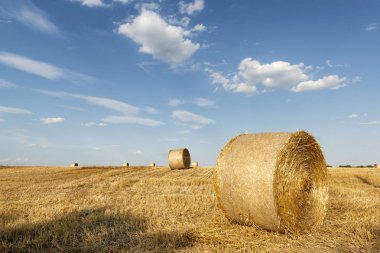 Hale balyaları ile kesilmiş buğday tarlası