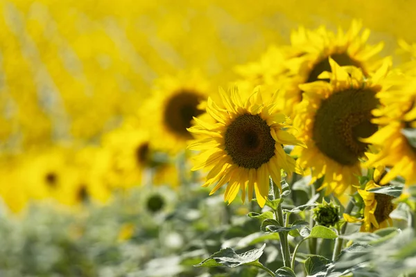 Beaux tournesols dans le grand champ — Photo