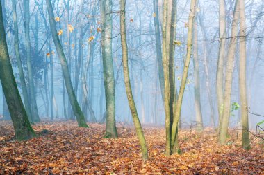 Sisli bir sonbahar parkında güneş ışığı