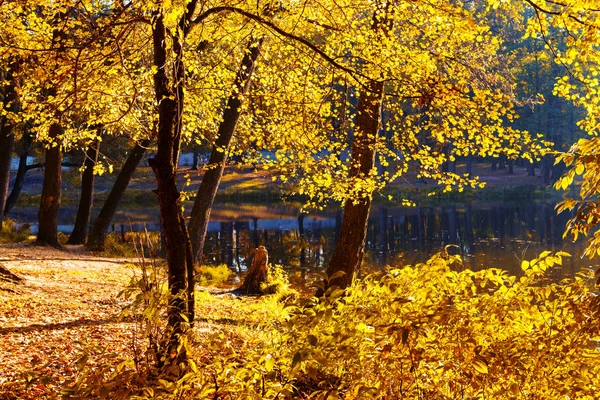 Warme oktober dag in een park — Stockfoto