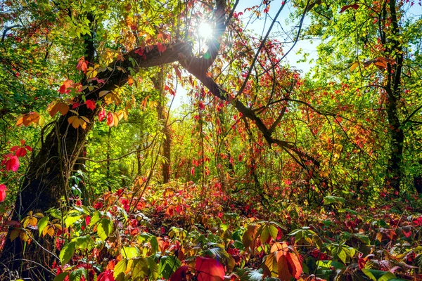 Colorido bosque de otoño — Foto de Stock