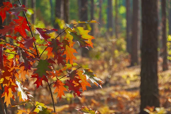 晴れた秋の森の背景. — ストック写真