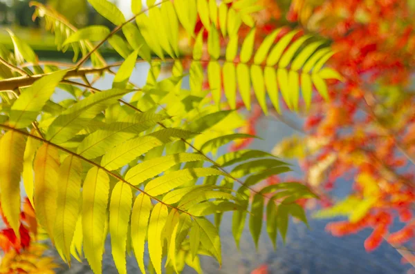 Autumn leaves background. — Stock Photo, Image