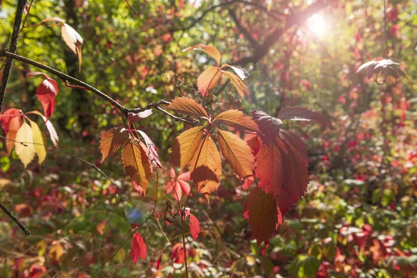 Foglie di uva selvatica rossa e gialla nella foresta autunnale — Foto Stock