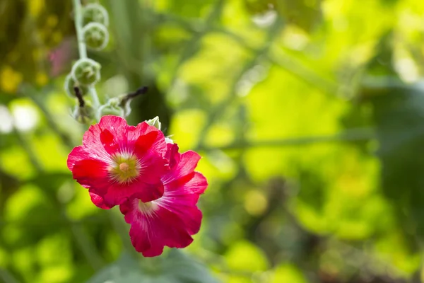Červené květy na rozmazaném zeleném pozadí — Stock fotografie