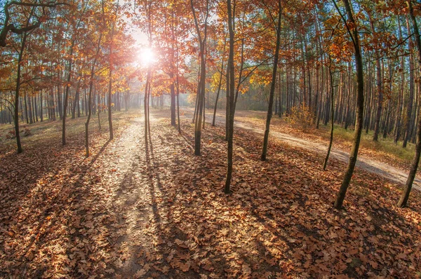 Sol brilhante na floresta de outono . — Fotografia de Stock