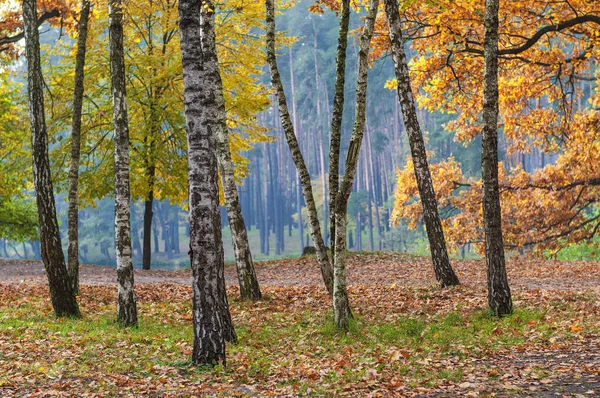 Sonnige Wiese im herbstlichen Birkenwald. — Stockfoto