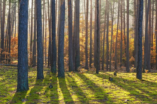 Malownicze jesień las sosnowy — Zdjęcie stockowe
