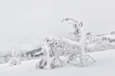 Kış dağlarında ağaçların buzlanması