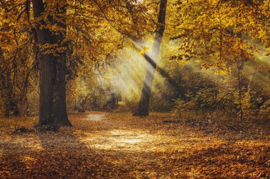 Parkta altın sonbahar