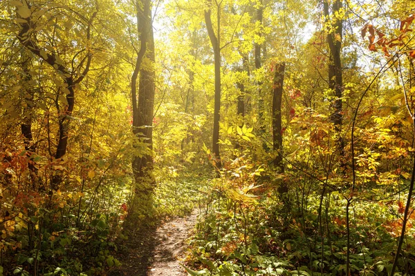 Beautiful autumn in the forest — Stock Photo, Image