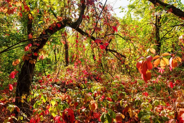 Hojas coloridas en el bosque otoñal —  Fotos de Stock