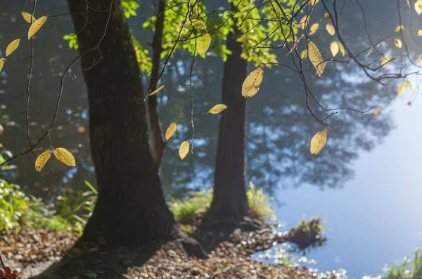 Gelbe Herbstblätter im Licht der Sonne. — Stockfoto
