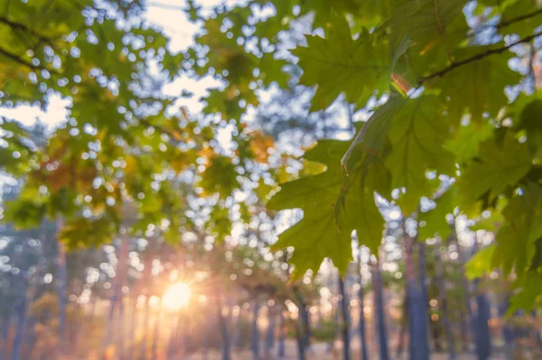 Zonsondergang in het herfstpark. Kleurrijk tafereel met eiken bladeren en su — Stockfoto