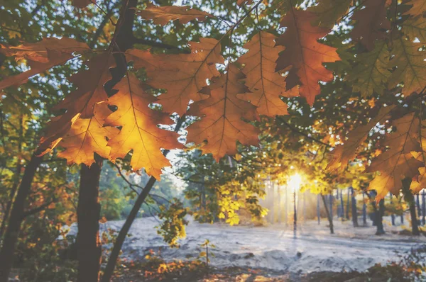 Ciepła scena jesienna ze złotymi liśćmi dębu oświetlonymi słońcem. — Zdjęcie stockowe