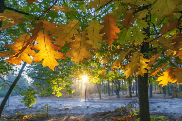 Gouden eiken bladeren verlicht door de zon. — Stockfoto