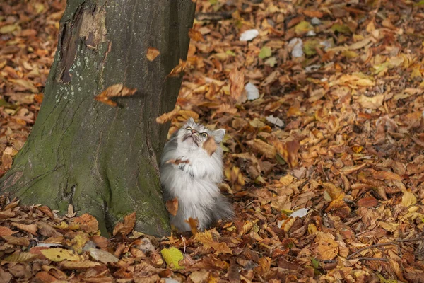 Funny domestic cat and falling autumn leaves.