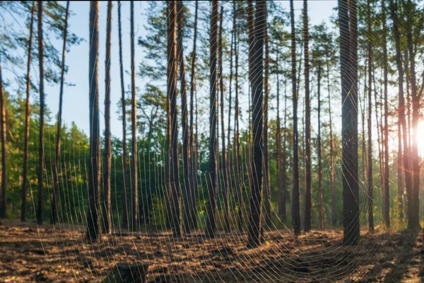 Spinnennetz von der Sonne angestrahlt im herbstlichen Wald. — Stockfoto