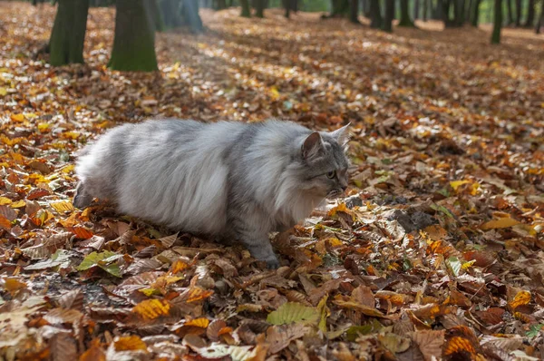 毛茸茸的灰家猫在秋天的公园里爬行. — 图库照片