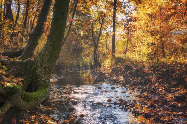 Küçük deresi olan güneşli parkta altın sonbahar. — Stok fotoğraf