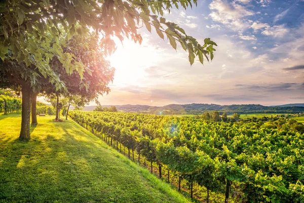 Vigneto Nella Valle Vipava Bella Serata Estiva Slovenia — Foto Stock