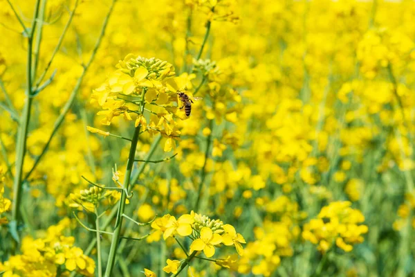 Canola Field Bee Pollinating Rapeseed Flower — Stock Photo, Image