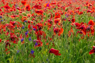 Kırmızı gelinciklerle dolu kır çiçeği tarlası. Kırsalda çiçek açan yaz