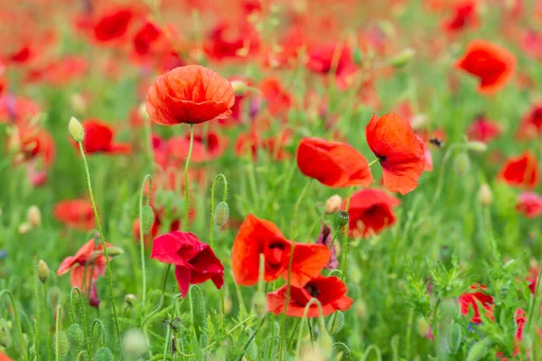 Czerwone Kwiaty Maku Kolorowe Letnie Dzikie Kwiaty Skupienie Selektywne — Zdjęcie stockowe