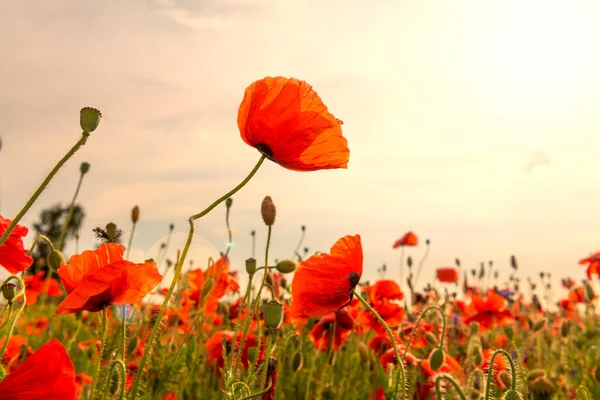 Czerwone Kwiaty Maku Zachodzie Słońca Kolorowa Scena Letnia — Zdjęcie stockowe