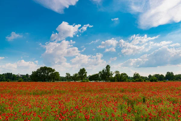 Barevné Pole Červeným Mákem Letní Krajina Ukrajině — Stock fotografie