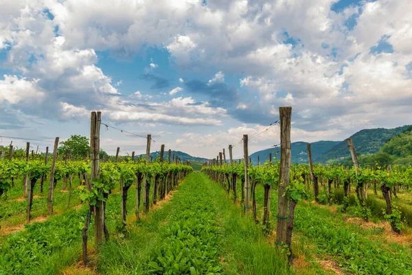 Piękne Niebo Winnica Dolinie Vipava Słowenia — Zdjęcie stockowe
