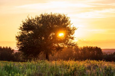 Gün batımı güneşi dalların arasında parlayan yalnız bir ağaç. Renkli yaz manzarası Ağaç, orman ve kır çiçekleri