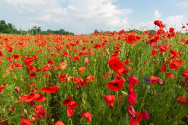 Kırmızı gelincikler ve kır çiçekleriyle dolu renkli bir tarla. Canlı yaz sahnesi