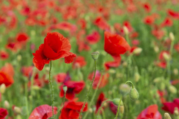 Colorful Red Poppy Field Selective Focus — Stock Photo, Image