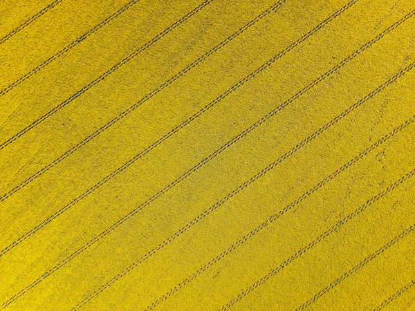 Natural Abstract Sunflowers Field Geometric Patterns Tractor Trails — Stock Photo, Image