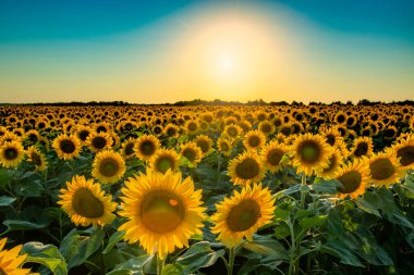 Ayçiçeği tarlasında sıcak yaz güneşi. Tarım ve ayçiçeği yağı üretimi