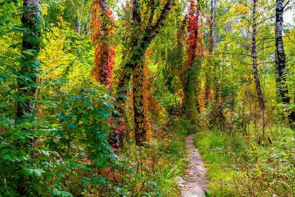 Sendero Soleado Bosque Otoñal Con Árboles Cubiertos Coloridas Uvas Silvestres —  Fotos de Stock