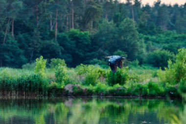 Gri balıkçılkuşu gölün üzerinden evine uçuyor.