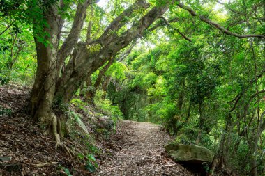 Vahşi güneşli ormanın derinliklerindeki patika.
