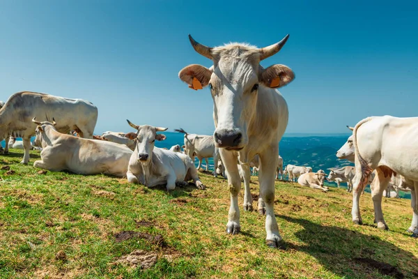 Krowy Alpejskich Pastwiskach Włoszech Krowy Domowe Głównym Źródłem Metanu Atmosferze — Zdjęcie stockowe
