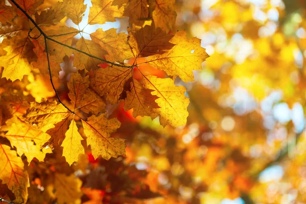 Feuilles Automne Colorées Lumineuses Sur Chêne Fond Abstrait — Photo