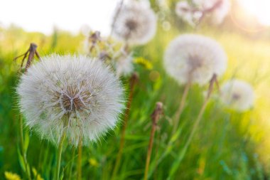 Uçan karahindiba kafaları güneşle aydınlatılır. Parlayan güneş topları