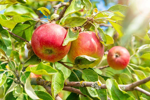 木の上に新鮮な熟した赤いリンゴ 新秋の収穫 — ストック写真
