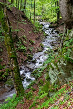 Ormanın derinliklerindeki soğuk dağ deresi. Vahşi doğa rezervi ve korunumu