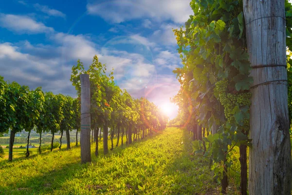 Piękne Winnice Doliny Vipava Zachodzie Słońca Wieczór Słoweńskiej Wsi Pocztówka — Zdjęcie stockowe