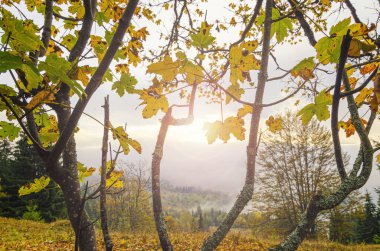 Sonbahar yaprakları yüksek dağlarda. Muhteşem bir sonbahar sabahı ve yükselen güneş. Sonbahar tatili.