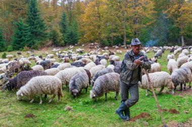 2020-10-09 Kvasy, Ukrayna. Koyunlar ve çobanlar otlaktan geri dönüyorlar. Karpatya dağlarında geleneksel tarım faaliyetleri