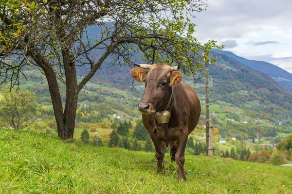 Słodka Brązowa Krowa Dzwonkiem Krowy Alpejskim Pastwisku Jesień Wsi Karpatach — Zdjęcie stockowe