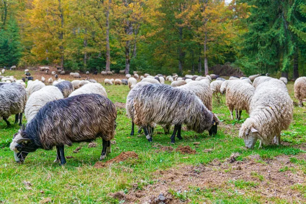 Stado Owiec Słonecznej Jesiennej Łące Tradycyjne Rolnictwo Regionie Karpat — Zdjęcie stockowe